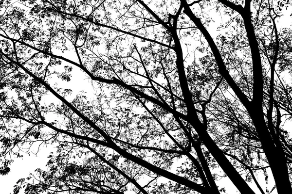 Silhouettes d'arbres noirs et blancs — Photo