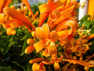 bahçede portakal trompet kapatın