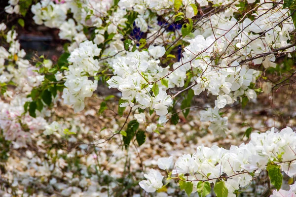 Beyaz bougainvillea çiçek