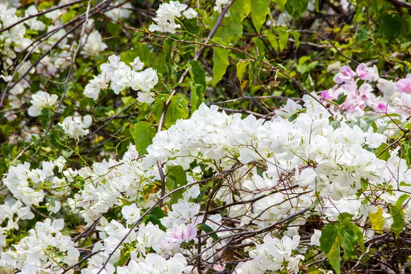 Flores de buganvillas blancas — Foto de Stock