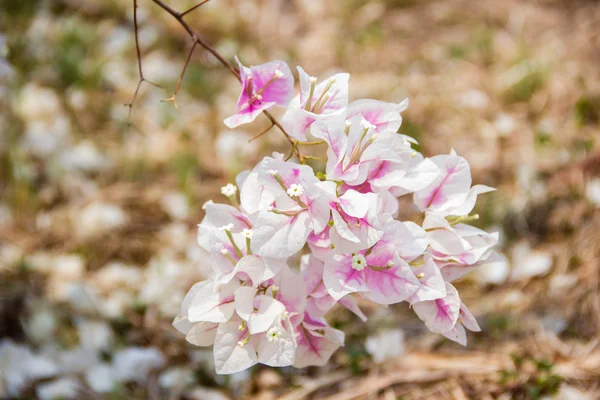 Rosa y blanco Bougainvillea flores — Foto de Stock