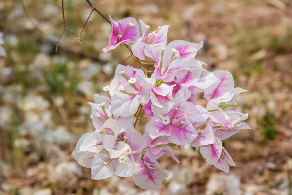 Rosa y blanco Bougainvillea flores — Foto de Stock