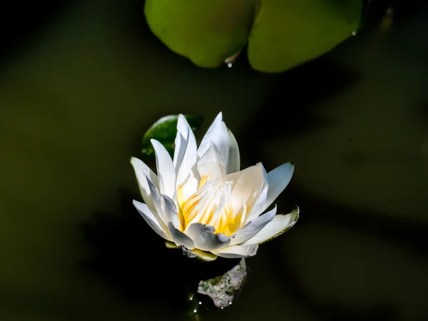 Fleur blanche de nénuphar ou de lotus fleurissant sur l'étang — Photo