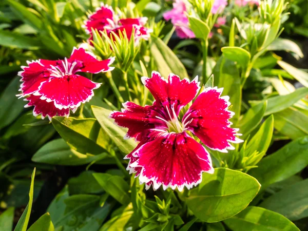 Dianthus chinensis (China Pink) Fleurs dans le jardin — Photo