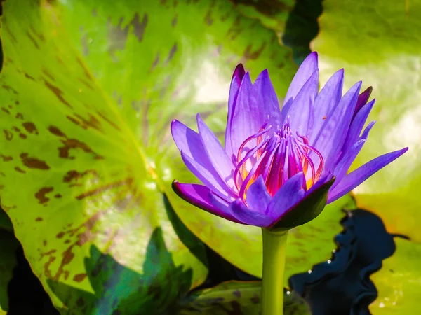 Gölet üzerinde çiçek açan Menekşe nilüfer veya lotus çiçek — Stok fotoğraf