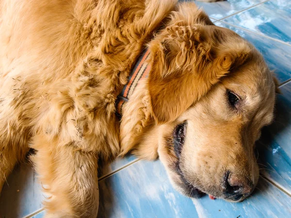 Close up portrait of dog laying on the floor — Stock Photo, Image