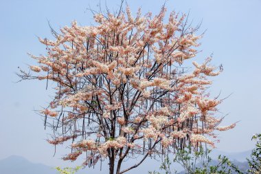 çiçeği pembe cassia, pembe duş, isteyen ağaç dalı doğa 