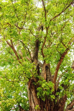 ormandaki yeşil ağaç