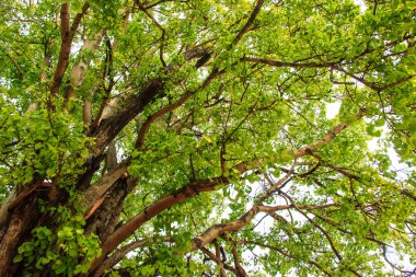 ormandaki yeşil ağaç
