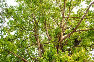 ormandaki yeşil ağaç