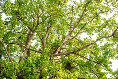 ormandaki yeşil ağaç