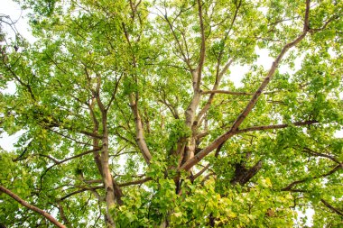 ormandaki yeşil ağaç