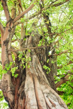 ormandaki yeşil ağaç
