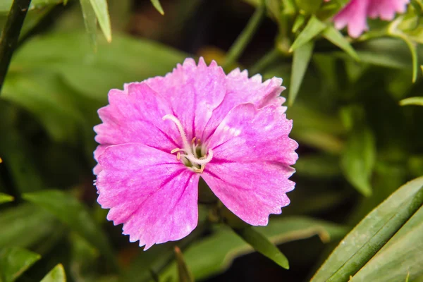 石竹 （中国粉红色） 太白花在花园里 — 图库照片