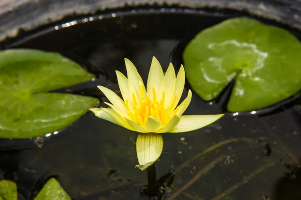 Bunga teratai kuning atau bunga teratai yang mekar di atas kolam — Stok Foto