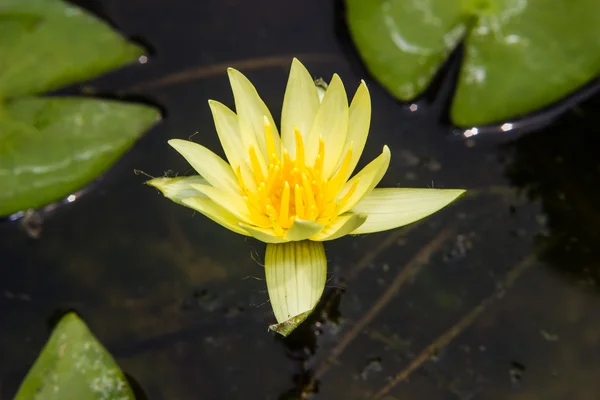 Жовта водяна лілія або квітка лотоса, що цвіте на ставку — стокове фото
