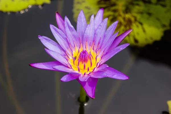 Lirio acuático violeta o flor de loto floreciendo en el estanque — Foto de Stock