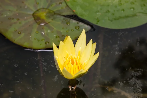 노란색 수련 또는 로터스 꽃 연못에 피 — 스톡 사진