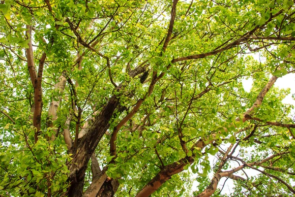 Árbol verde en el bosque — Foto de Stock