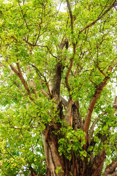 ormandaki yeşil ağaç