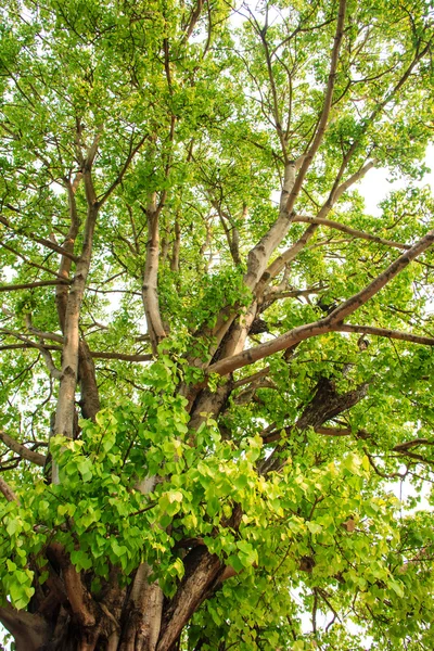 Árbol verde en el bosque — Foto de Stock