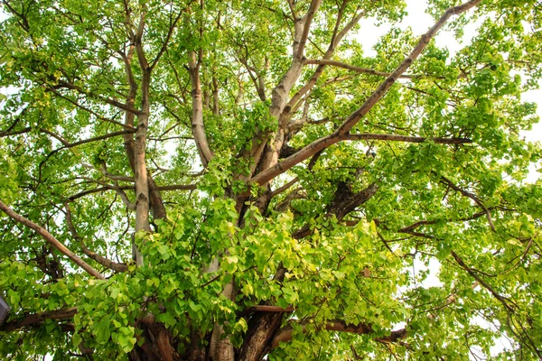 Árbol verde en el bosque — Foto de Stock