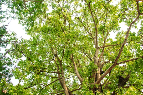 Árbol verde en el bosque — Foto de Stock