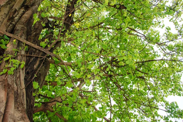 Árbol verde en el bosque — Foto de Stock