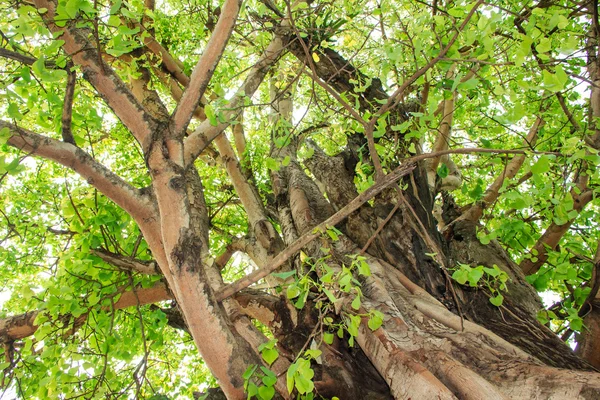 ormandaki yeşil ağaç