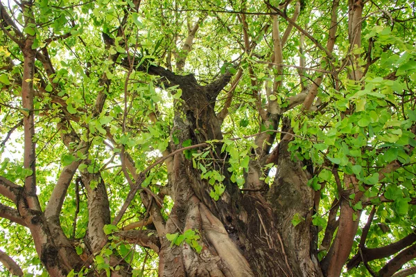 Árbol verde en el bosque — Foto de Stock