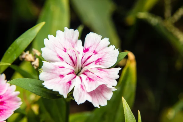 庭のナデシコ成虫 (中国ピンク) の花 — ストック写真