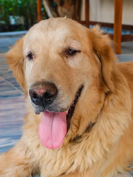 Close up van gezicht hond — Stockfoto