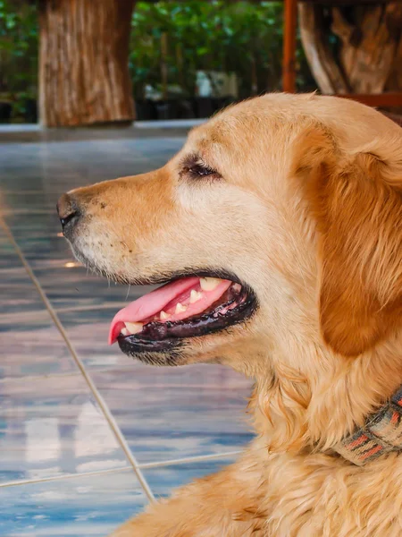 Close up van gezicht hond — Stockfoto