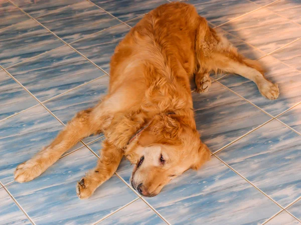 Perder até retrato de cão deitado no chão — Fotografia de Stock
