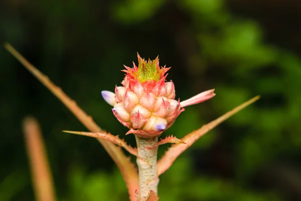 가든도 또는 항아리 식물 꽃 가까이 — 스톡 사진