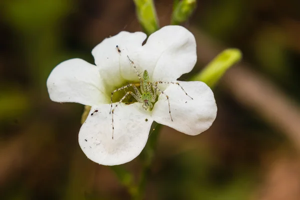 Маленький павук на квітці — стокове фото