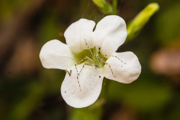 Kleine spin op bloem — Stockfoto