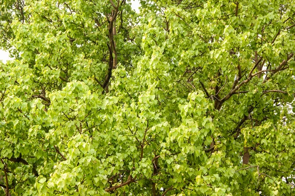 Hojas y árboles de bodhi o pho — Foto de Stock