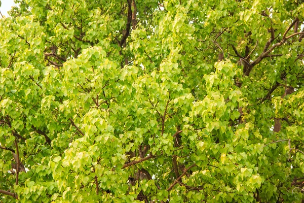 Bodhi ou pho folhas e árvore — Fotografia de Stock