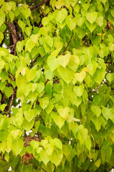 Бодхі або листя фені та дерево — стокове фото