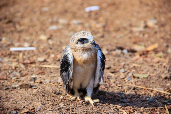 Unga falcon fågel — Stockfoto