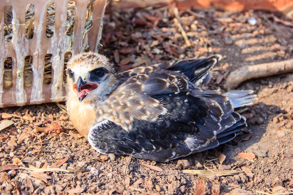 Falcon mladý pták — Stock fotografie