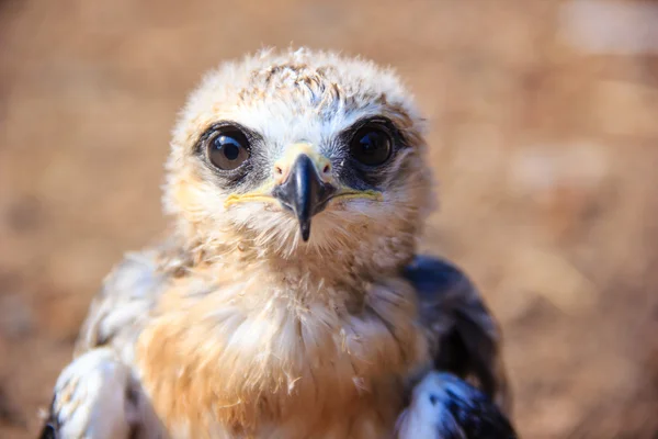 Portrét mladé Falcon — Stock fotografie