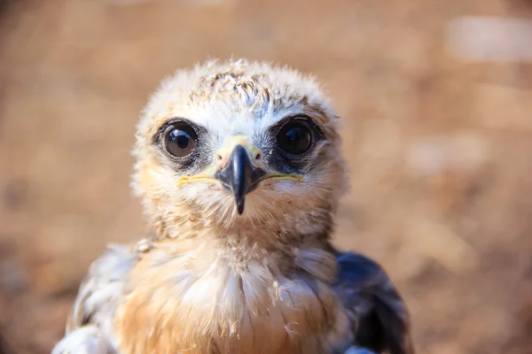 Portrét mladé Falcon — Stock fotografie