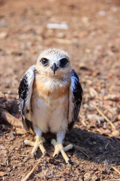 Unga falcon fågel — Stockfoto