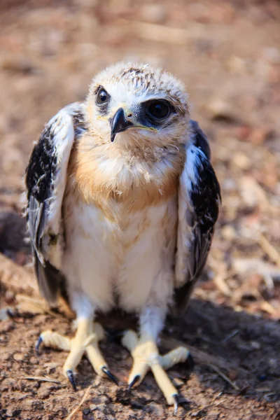 Falcon mladý pták — Stock fotografie