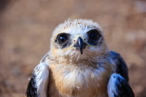 Portrét mladé falcon ptáka — Stock fotografie