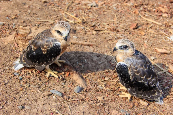 Falcon mladý pták — Stock fotografie