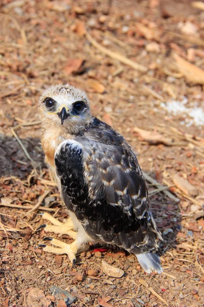 Young falcon bird — Stock Photo, Image