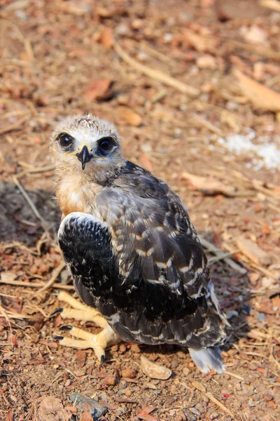 Jeune faucon oiseau — Photo